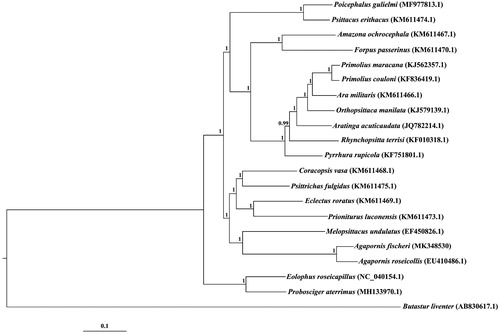 Figure 1. Molecular phylogenies of Agapornis fischeri and other parrot species based on Bayesian inference analysis of the complete mitochondrial genomes. Posterior probability values are given at the nodes.