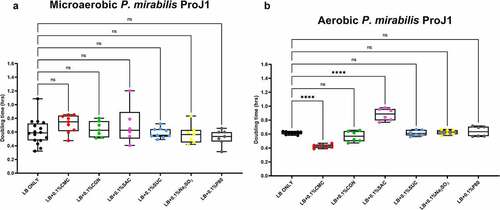 Figure 3. Saccharin and carboxymethylcellulose exert differential effects on Proteus mirabilis ProJ1 growth in microaerobic and aerobic conditions. Compared to their growth with the basal medium, microaerobic growth (doubling time, hours) appeared unaffected by any of the food additives tested (panel A). However, its aerobic growth was significantly increased (i.e., reduced doubling time) by the addition of carboxymethylcellulose, but decreased (i.e., increased doubling time) by the addition of saccharin. These data are presented as box plots showing mean ± SD, from no less than two rounds of cultivation, each in technical triplicate (n = 6), with the doubling times calculated and statistical comparisons made as described in the Methods (ns: not significant; ****P ≤ .0001).