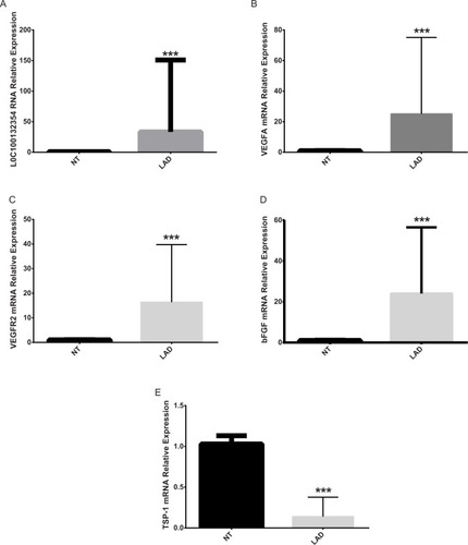 Figure 1 Comparison of mRNA expression levels of LOC100132354, VEGFA, VEGFR2, bFGF, and TSP-1 in lung adenocarcinoma tissues and adjacent tumors.Notes: (A) Comparison of the relative expression levels of LOC100132354 in LAD and adjacent tissues showed that LOC100132354 expression level in LAD was significantly higher than the adjacent tissues. ***P<0.001. (B) Comparison of the relative expression levels of VEGFA in LAD and adjacent tissues showed that VEGFA expression level in LAD was distinctly higher than the adjacent tissues. ***P<0.001. (C) Comparison of the relative expression levels of VEGFR2 in LAD and adjacent tissues showed that VEGFR2 expression level in LAD was evidently higher than the adjacent tissues. ***P<0.001. (D) Comparison of the relative expression levels of bFGF in LAD and adjacent tissues showed that bFGF expression level in LAD was obviously higher than the adjacent tissues. ***P<0.001. (E) Comparison of the relative expression levels of TSP-1 in LAD and adjacent tissues showed that TSP-1 expression level in LAD was markedly lower than the adjacent tissues. ***P<0.001.Abbreviations: bFGF, basic fibroblast growth factor; LAD, lung adenocarcinoma; NT, normal tissue; TSP-1, thrombospondin-1; VEGFA, vascular endothelial growth factor A; VEGFR2, vascular endothelial growth factor receptor-2.