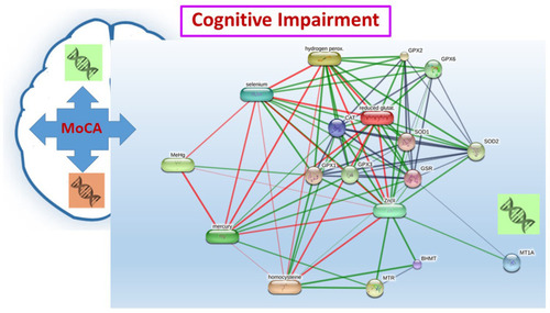 Figure 3 Proposed interaction among mercury, homocysteine, and network proteins related to cognitive impairment. Stronger associations are represented by thicker lines. Protein-protein interactions are shown in grey, chemical-protein interactions are shown in green, and interactions between chemicals are shown in red.