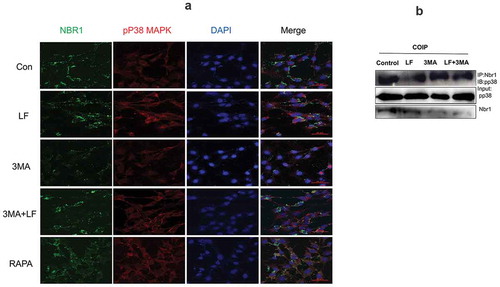 Figure 6. Subcellular distribution and expression of autophagy-related pp38 and Nbr1 in LF induced preosteoblasts differentiation. (a) Immunofluorescence analysis of Alexa Fluor-488 and Alexa Fluor-594 conjugated pp38 and Nbr1 in five different groups. (b) Co-immunoprecipitate analysis of pp38 and Nbr1 in four different groups.