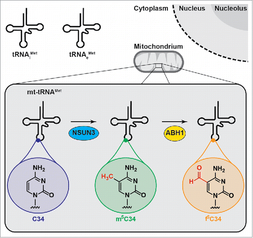 Figure 1. Wobble position modifications in the mitochondrial tRNAMet expand codon recognition during translation. While cytoplasmic translation employs 2 different tRNAMet for translation initiation (tRNAiMet) and elongation (tRNAeMet), mitochondria contain only one (mt-)tRNAMet. Cytosine 34 (C34) of the mt-tRNAMet can be methylated by the RNA methyltransferase NSUN3 to generate m5C34, which can be further oxidised by the dioxygenase ABH1/ALKBH1 to 5-formylcytosine (f5C34).