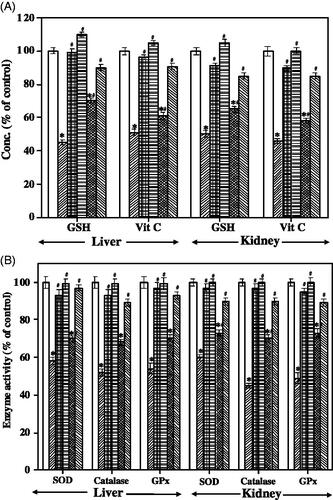 Figure 4 Effect of Sh-SeNPs and SAG-Sh-SeNPs against APAP toxicity-induced decrease in non-enzymatic antioxidants (GSH and vitamin C) and enzymatic antioxidants (SOD, catalase and GPx) in rat liver and kidney. Results are expressed as % variation in comparison to control animals as mean ± SD (n = 4 per group). *p < .05 vs. control; #p < .05 vs. APAP treated rat. The 100% value of GSH and vitamin C content corresponds to, liver: 0.574 ± 0.070; kidney: 0.40 ± 0.03 n moles/mg of protein and liver: 7.118 ± 0.144; kidney: 6.75 ± 0.65 µg/mg of protein, respectively. The 100% value of SOD, catalase and GPx activities corresponds to, liver: 2.215 ± 0.158; kidney: 1.75 ± 0.2 U/mg of protein, liver: 0.84 ± 0.08; kidney: 0.52 ± 0.03 kU/mg of protein and liver: 2.529 ± 0.04; kidney: 1.23 ± 0.02 U/mg of protein, respectively. [Display full size Control; Display full sizeAPAP; Display full sizeSh-SeNPs; Display full sizeSAG-Sh-SeNPs; Display full sizeSh-SeNPs + APAP; Display full sizeSAG-Sh-SeNPs + APAP].