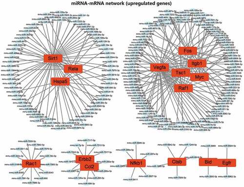 Figure 6. The regulatory network of 16 upregulated candidate autophagy genes and their targeted binding miRNAs. Red represents upregulation, the square represents genes, the ellipse represents miRNAs.