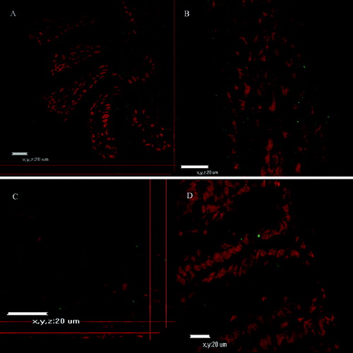 Figure 4. Confocal micrographs of small intestinal explants treated with Con A at different days of development.