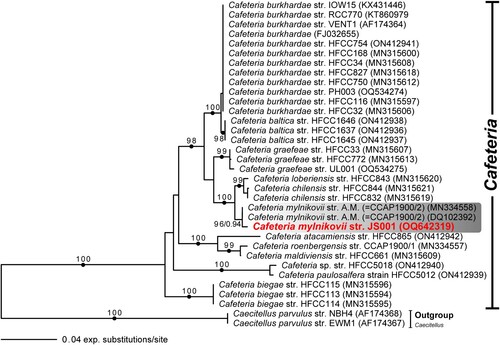 Figure 4. Maximum likelihood phylogenetic tree inferred from 18S rDNA sequences of members of genus Cafeteria, including C. mylnikovii strain KM086. Ultrafast bootstrap support values (> 95%) are shown at nodes. Solid circles indicate Bayesian posterior probability of 1.