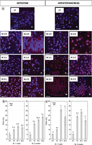 Figure 10. (a) Localization of reactive oxygen species (ROS) (red signals) in the intestine and hepatopancreas of N. davidi. Blue signals - nuclei. Confocal microscopy. Scale bar = 22.5 μm. (b,c) The percentage (mean ± SE) of reactive oxygen species-positive (ROS+) cells in the intestine (b) and hepatopancreas (c) of N. davidi individuals subjected to nickel exposure for 1 week (Ni: 1 week) or 2 weeks (Ni: 2 weeks). Different letters (a, b, c) indicate statistically significant differences between experimental groups: CT (control), Ni (nickel exposure), Ni:1 (nickel exposure and 1-week purification), Ni:2 (nickel exposure and 2-weeks purification) within each exposure time (1 or 2 weeks) NIR test, p < 0.05. Asterisks (*) indicate statistically significant differences between complementary experimental groups at both metal exposure times (Student’s t-test, p < 0.05).