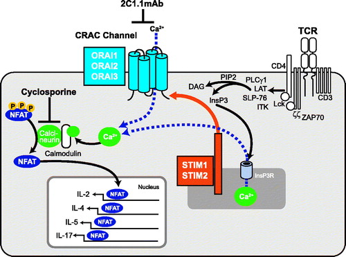 Figure 1. The CRAC channel and T-cell signaling. The figure depicts the relationship between CRAC channel, ORAI1, and cytokine expression in T-cells. The agents used in this study, 2C1.1 and cyclosporin A, are also shown.