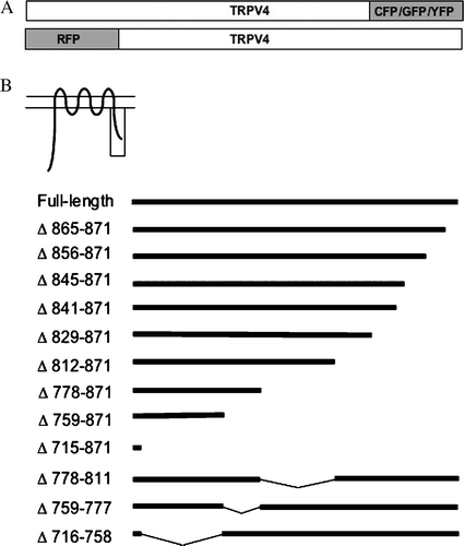 Figure 1.  Analysis of the C-terminal domain of TRPV4. (A) Schematic drawing of the CFP, GFP, YFP and RFP-tagged TRPV4 constructs. (B) Various tagged sequential C-terminal deletion mutants were constructed (see Material and methods).