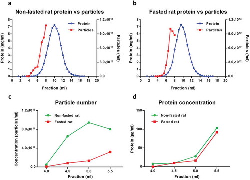 Figure 1. Particle and protein concentration in fractions obtained with size-exclusion chromatography (SEC) of rat blood plasma. Protein and particle concentration of 0.5 ml SEC fractions of blood plasma collected from (A) non-fasted or (B) overnight-fasted rats. First, 500 µl plasma precleared of cells, debris and larger vesicles was loaded on a qEV SEC column; 0.5 ml fractions were collected and protein content was measured. Nanoparticle tracking analysis was performed on fractions up to 8.0 ml using an LM10-HS NanoSight instrument. (C) Detail of particle concentrations in early fractions (4.0–5.5 ml) from (A) and (B). (D) Detail of protein concentration in early fractions (4.0–5.5 ml) from (A) and (B).