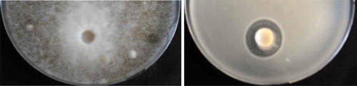 Figure 1. Antimicrobial activity of the colostrum fermented sample against Aspergillus niger (left) and Bacillus subtilis (right).Figura 1. Actividad antimicrobiana de la muestra fermentada con calostro contra el Aspergillus niger (izquierda) y el Bacillus subtilis (derecha)