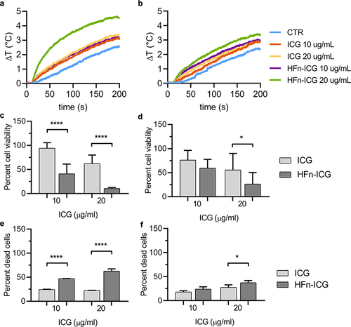 Figure 4 Temperature trends expressed as relative temperature increase (ΔT) of BT-474 (a) and HCC1937 (b) cells incubated with ICG and HFn-ICG at two different concentrations (10 and 20 µg/mL respectively) after irradiation (1W/cm2, 3 min); cell viability (MTS assay) and dead cells percentage (7AAD marker by cytofluorimetry) assessment in BT-474 (c and e) and HCC1937 (d and f) after incubation with ICG (light gray) and HFn-ICG (dark gray) at two different concentrations. Statistical analysis was done by ordinary one-way ANOVA. *p<0.05, ****p<0.0001.