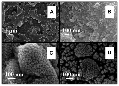 Figure 4 FESEM images of nano-HAP powder samples at various thermal treatment temperatures (scale bars shown in each image). (i) No ultrasound in preparation (A) 300°C and (B) 400°C (ii) Ultrasound used in preparation (C) 300°C and (D) 400°C.Abbreviations: FESEM, field emission scanning electron microscopy; HAP, hydroxyapatite.