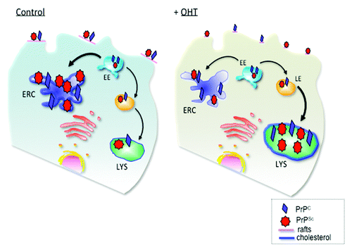 Figure 1. Schematic presentation of PrP trafficking in infected cells and upon OHT treatment. In infected cells PrPC and PrPSc interact at the plasma membrane in cholesterol-rich lipid domains called lipid rafts. Upon internalization, both PrPC and PrPSc can recycle via the endosomal recycling compartment (ERC) or can be routed for degradation in lysosomes. Subcellular cholesterol distribution influences PrPSc trafficking in the endocytic pathway. In untreated, infected cells, the majority of PrP recycles through the cholesterol-rich ERC, supporting conversion of PrPC to PrPSc. Treatment with 4- hydroxytamoxifen (OHT) induces cholesterol accumulation in enlarged late endosomes (LE). PrPSc production and degradation defines the cellular load of infectious prions. We propose that 4-hydroxytamoxifen-induced changes in PrPSc trafficking favor PrPSc degradation. EE, early endosomes; LYS, lysosomes. (Adapted with permission from Marzo et al., 2013).Citation14