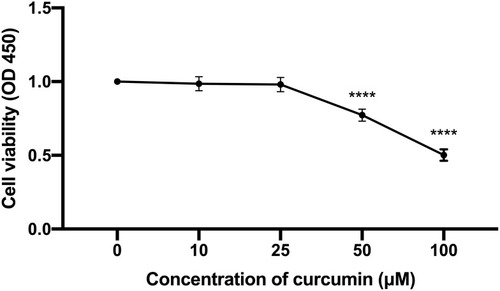 Figure 3 The effect of curcumin on TC cell proliferation. The CAL 27 cells were treated with curcumin at indicated concentrations, cell proliferation was studied using CCK-8 assay. ****P < 0.0001, one-way ANOVA.