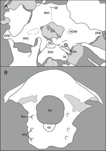 Figure 5 Basicrania: A, the Early Cretaceous Shenqiornis mengi, DNHM D2951; B, the Late Cretaceous Neuquenornis volans, MUCPv 142. Abbreviations: boc, basioccipital; bt, basal tubera; cerebral prominence; eoc, exoccipital; fm, foramen magnum; fov, foramen for the external occipital vein; nh, canals for the hypglossus nerve; oc, occipital condyle; ocoe, ostium canalis ophthalmici externi; pop, paraoccipital process; soc, supraoccipital.
