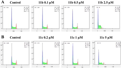 Figure 5. Results of cell cycle arrest in HL-60 cells treated with compounds 11b (A) and 11c (B) for 48 h. 11b and 11c arrested the HL-60 cell cycle at the S phase.