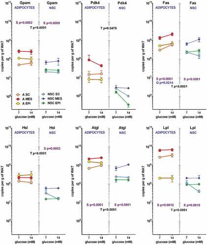 Figure 4. Number of copies of glycerol and lipid metabolism-related genes in adipocytes and NSC contained in 1 g of WAT from different sites (SC, MES and EPI) or male adult rats The data correspond to the mean ± sem of 4 different two-pooled rat samples. All conventions are the same described for Figure 3.