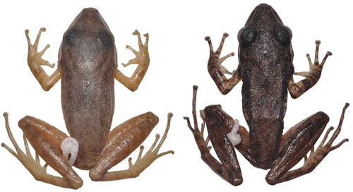 Figure 2. Adult Pristimantis dundeei males. Left: Santo A. Leverger (AAG-UFU 1433, 25.9 mm SVL), a site close to type locality. Right: Parque Estadual Serra Azul, Barra do Garças, MT, Brasil (AAG-UFU 3506, 26.4 mm SVL). Both specimens are call vouchers.