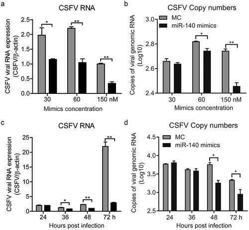 Figure 2. miR-140 mimics inhibits CSFV replication