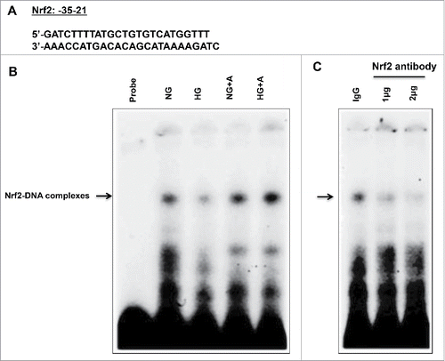 Figure 6. High glucose treatment significantly reduces binding of Nrf2 to the OGG1 promoter element and AICAR treatment reversed the effect of HG in renal proximal tubular cells. (A) EMSA analysis of a DNA probe corresponding to the putative Nrf2 binding site in the OGG1 promoter. Labeled probes were incubated with nuclear extracts isolated from MCT cells grown in NG or HG and treated or non-treated with AICAR (2 mM). (B) Treatment of MCT cells with HG significantly reduced binding of Nrf2 to OGG1 promoter compared to cells grown in NG. While AICAR treatment showed significant increased in binding of Nrf2 to OGG1 promoter activity in cells grown in NG and cells exposed to HG. (C) The specificity of binding of the DNA/protein complex to Nrf2 was demonstrated by adding an Nf2 antibody (1 and 2ug) to the reaction mixture. Including the Nrf2 antibody in the reaction results in marked reduction of the specific DNA/protein complex.