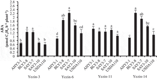 Figure 3. Effect of inoculation of selected B. elkanii AHY3-1 (type A), B. elkanii BLY3-8 (type B), B. japnicum SAY3-7 (type A) and B. japnicum SAY3-10 (type B) strains on ARA of Yezin-3, Yezin-6, Yezin-11 and Yezin-14 soybean varieties at 30 days after sowing. The histograms with the same letter at each variety are not significantly different at P < 0.05 (Tukey’s test). The bar on each histogram indicates SD.