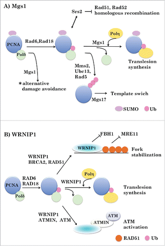 Figure 2. Possible roles of Mgs1 and WRNIP1 in DNA transaction. A. Role of Mgs1. PCNA plays the important role in regulating the DNA damage tolerance pathway via its modification with ubiquitin and SUMO in yeast. SUMOylated PCNA interacts with Srs2 helicase, which prevents homologous recombination by disrupting DNA-Rad51 filaments. The 2 types of ubiquitylated PCNA (monoubiquitylated PCNA and polyubiquitylated PCNA) channels the lesion bypass to translesion synthesis and template switch, respectively. Mgs1 induces polymerase switch from Polδ to Polη during TLS. Mgs1 may also act in the template switch. *This pathway is essential when the RAD6 pathway and homologous recombination are disabled. B. Role of WRNIP1. WRNIP1 stabilizes RAD51 nucleofilaments formed by BRCA2, by counteracting FBH1 and protects replication forks from nucleolytic degradation by MRE11. WRNIP1 induces polymerase switch from Polδ to Polη during TLS. WRNIP1 links ubiquitylated PCNA with ATMIN/ATM to activate ATM signaling in response to replication stress.