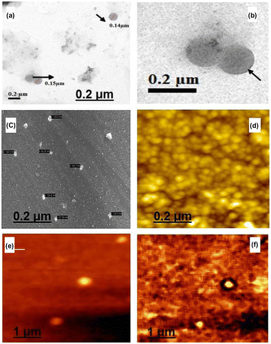 Figure 4. TEM, SEM, AFM, and SNOM micrographs of LSL nanoparticles. (a) & (b) Transmission electron micrographs of the LSL nanoparticles. (c) Scanning electron micrograph of the lactose-specific lectin nanoparticles. (d) AFM image of the lactose-specific lectin nanoparticles. (e) & (f) SNOM images of the lactose-specific lectin nanoparticles.