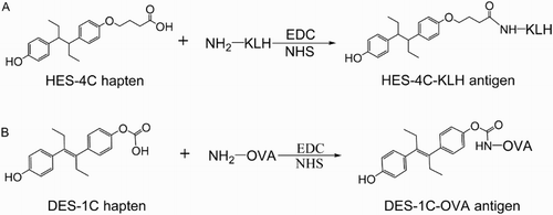 Figure 2. Schematic diagram of HES-4C-KLH immunogen (A) and DES-1C-OVA coating antigen (B) synthesis.