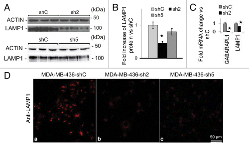 Figure 5. GABARAPL1 knockdown leads to decreased LAMP1 protein levels and immunocytochemistry staining.(A) MDA-MB436-shC, sh2, and sh5 cells were cultured for 24 h at 37 °C and 5% CO2 then total proteins (25 µg) were separated on 12% SDS-PAGE gels followed by immunoblotting with anti-LAMP1 antibodies and the ECL Plus reagent. A representative experiment of 3 performed is shown. (B) Quantification of the signals observed on the western blot in (A). *P < 0.05, vs shC (n = 3). (C) GABARAPL1 and LAMP1 mRNA expression was analyzed by qRT-PCR in the MDA-MB436-shC and sh2 cells. *P < 0.05, vs shC. (D) MDA-MB436-shC, sh2 and sh5 cells were cultured for 24 h at 37 °C and 5% CO2, fixed, permeabilized, blocked with 5% BSA, incubated with a monoclonal anti-mouse LAMP1 overnight at 4 °C and then with an Alexa Fluor 555 goat anti-mouse for 1 h. The cells were then analyzed using a confocal microscope. Each picture is representative of a typical cell staining observed in 10 fields chosen at random.