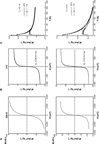 Figure S2 Low- and room-temperature magnetic analysis of M-HFn nanoparticles.Notes: Hysteresis loops of M-HFn nanoparticles measured at (A) 300 K and (B) 5 K. (C) Low-field (1.5 mT) magnetization curves as a function of temperature measured after ZFC and FC treatments of the M-HFn nanoparticles.Abbreviations: M-HFn, ferrimagnetic H-ferritin; ZFC, zero-field cooling; FC, field cooling; M, magnetization; H, magnetic field; Tb, blocking temperature.