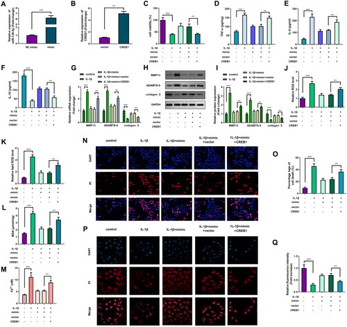 Figure 6. Overexpression of miR-138-5p inhibits ferroptosis of interleukin (IL)-1β-induced cells by targeting CREB1. (A) The miR-138-5p and (B) CREB1 levels were examined using quantitative real-time PCR (qRT-PCR) post-transfection. (C) Cell viability was assessed by cell counting kit-8 (CCK-8) assay. Enzyme-linked immunosorbent assay (ELISA) was conducted to measure the (D) tumor necrosis factor (TNF)-α, (E) IL-6, and (F) IL-10 levels. The MMP13, ADAMTS-5, and collagen II levels were evaluated by (G) qRT-PCR and (H and I) western blot. (J) Reactive oxygen species (ROS) and (K) lipid ROS levels were examined using a ROS assay kit. (L) The malonaldehyde (MDA) content was tested using a lipid peroxidation MDA assay kit. (M) Fe2+ content was analysed iron assay kit. (N) Cell death was analysed using propidium iodide (PI) staining assay, and (O) percentage of cell death was quantified. (P) The GPX4 level was evaluated via immunofluorescence assay, and (P) relative fluorescence intensity was quantified. **p < 0.01. ***p < 0.001.