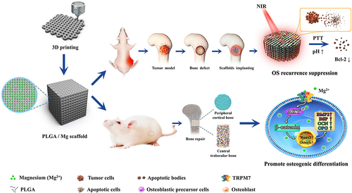 Figure 2 Schematic illustration of the 3D printed PLGA/Mg scaffold used to inhibit postoperative osteosarcoma recurrence and promote bone regeneration.