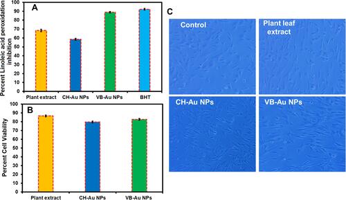 Figure 12 (A) Antioxidant activity of the newly synthesized VB-Au NPs in comparison to Viola betonicifolia leaves extract, CH-Au NPs, and external standard (BHT) (p < 0.0001). (B) Biocompatibility analysis of the newly synthesized VB-Au NPs with hMSCs compared to the leaves extract of Viola betonicifolia and CH-Au NPs (p < 0.0002). (C) Inverted microscopic images of the hMSCs treated with plant extract, CH-Au NPs, and VB-Au NPs.