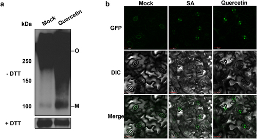 Figure 2. NPR1 is monomerized and translocated to the nucleus by quercetin. (a) NPR1 is monomerized by quercetin. Total proteins were extracted from two-week-old seedlings of 35S:NPR1-GFP/npr1–2 treated with 100 μM quercetin for 3 h and detected using anti-NPR1 antibodies. SDS-PAGE was performed with or without DTT in the sample buffer. (b) NPR1 is translocated to the nucleus by quercetin. 35S:NPR1-GFP/npr1–2 were treated with 200 μM SA or 100 μM quercetin for 3 h. The fluorescence was observed by a confocal microscope. Scale bar = 20 μm. The experiment was repeated three times with similar results.