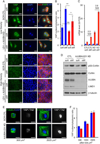 FIG 3 In mammalian cells, AJUBA LIM proteins do not influence mechanical signal regulation of YAP. (A) MCF10A cells were transfected with CTL (scrambled) or AJUBA plus LIMD1 (LD1) RNAi and then split and cultured at either LD or HD on soft (80- to 120-Pa) or stiff (120-kPa) fibronectin-coated polyacrylamide hydrogels for 24 h. Immunofluorescence assays with the indicated antibodies or stains were then performed. (B) Quantification of YAP nuclear/cytoplasmic immunofluorescence from cells in panel A. KD refers to AJUBA and LIMD1 RNAi-depleted cells. At least 50 cells in multiple fields were scored. Blue bars, control cells; red bars, AJUBA plus LD1 KD cells. (C) Quantitative PCR (Q-PCR) for YAP and the CTGF gene (a YAP-regulated gene) in cells from panel A at intermediate density. KD refers to AJUBA and LIMD1 RNAi-depleted cells. Blue bars, YAP mRNA levels; red bars, CTGF mRNA levels. (D) Western blot of cell lysates from cells in panel A with the indicated antibodies. (E) Representative images of CAFs plated on micropatterned coverslips containing fibronectin-coated pillars of different sizes and stained for DAPI, actin, and YAP-TAZ. (F) Quantification of YAP-TAZ nuclear/cytoplasmic ratios from cells in panel D. All the quantified experiments were performed 2 or 3 times, and a representative example is shown. Blue bars, control cells; red bars, AJUBA plus LD1 KD cells. **, P < 0.01; *, P < 0.05; ns, no significant difference. The data are presented as means ± SD. Scale bars, 25 μm (A) and 20 μm (D).