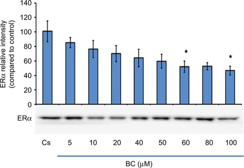 Figure 1 Concentration-dependent effects of BC on ERα levels.