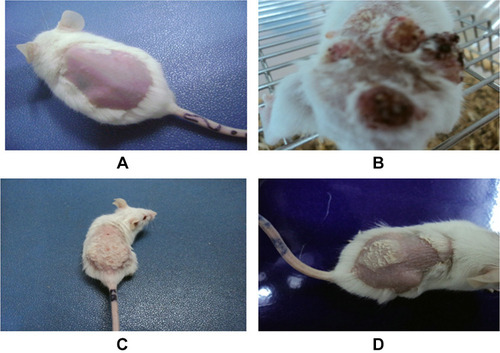 Figure 1 Combine drug sample-induced reduction of tumor in animals: (A) group 1: animals treated with water, (B) group 2: animal treated with water, DMBA and Croton oil and examination were made at the end of the experiment, (C) animals treated with DMBA + Croton oil and infusion of a combination drug sample, (D) animal treated with DMBA and Croton oil and infusion of combine drug sample with the increased concentration.