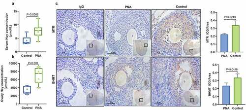 Figure 1. Increased homocysteine levels and decreased methionine synthase and betaine-homocysteine methyltransferase in ovarian tissues were detected in polycystic ovary syndrome mice. (a and b) Levels of homocysteine in the serum (a) and ovarian tissues (b) of polycystic ovary syndrome mice as determined by enzyme-linked immunosorbent assay. (c) Expression levels of methionine synthase and betaine-homocysteine methyltransferase in the ovarian tissues of polycystic ovary syndrome mice as determined by immunohistochemical analysis. Low magnification scale bar = 200 µm and high magnification scale bar = 50 µm. Data are presented as mean ± SD.