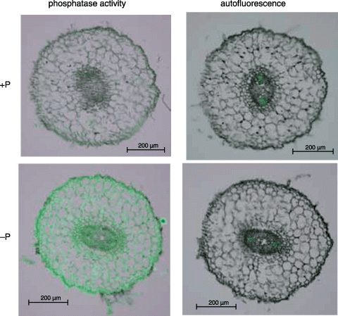 Figure 2  Visualization of the histochemical activity of APase for normal roots using ELF97 phosphate as a substrate. Hydroponically cultured white lupin roots were used for this experiment. Fluorescent precipitates of ELF97 (green color), the product of phosphatase activities, were observed using a fluorescence microscope. The results of the activity staining and autofluorescence are shown in the left and right panels, respectively. Upper and lower panels indicate the transverse sections of normal roots under +P and –P conditions, respectively.