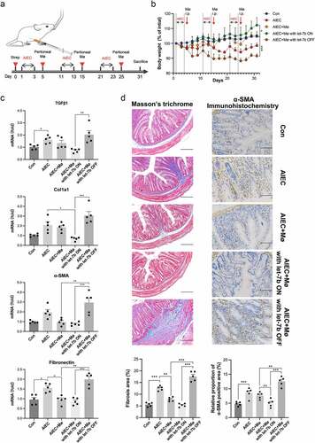 Figure 5. Transfer of let-7b agomir/antagomir pretreated Mø into AIEC-infected IL-10−/− mice influenced intestinal fibrosis. (a) Illustration of transferring peritoneal Mø into AIEC-infected mice. (b) Body weight expressed as a percentage of initial weight. (c) The mRNA levels of TGFβ1, Col1a1, α-SMA and fibronectin in the colon were determined by qPCR. (d) Representative images and quantification of Masson’s trichrome staining (left panel) and representative images of immunohistochemical staining of α-SMA (right panel) from AIEC-infected IL-10−/− mice transferred with peritoneal Mø pretreated with let-7b agomir/antagomir. Scale bar, 200 μm (left panel); 100 μm (right panel). Let-7b ON: upregulation of let-7b with let-7b-agomir; let-7b OFF: inhibition of let-7b with let-7b-antagomir. Data are expressed as the means ± SEM, n = 5 in each group. *P<.05, **P<.01, ***P<.001.