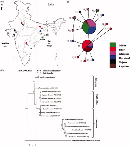 Figure 1. (A) Sites of Amritodus atkinsoni collections for the present study. BH: Bihar, JH: Jharkhand, OD: Odisha, TL: Telangana, GU: Gujarat and RJ: Rajasthan. (B) Median joining network of mtCOI haplotypes of Amritodus atkinsoni. Each circle represents haplotype, and size of the circle is proportional to the haplotype frequency. Colours indicate the proportion of individuals of different populations present in a haplotype. (C) Neighbor-joining tree of 102 mtCOI gene sequences of different species representing family Cicadellidae. Bootstrap values based on 1000 replications are shown near nodes.