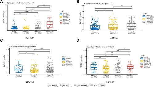 Figure 4 Associations between SLC7A11 expression and tumor stages in (A) KIRP, (B) LIHC, (C) SKCM, and (D) STAD. *P < 0.05, **P < 0.01, **** P < 0.0001.