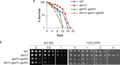 Figure 2. CLS extension by loss of SKO1 strains is required for the glycerol synthesis.(a) CLS curves for WT, sko1Δ, gpd1Δ gpd2Δ, and hog1Δ gpd1Δ gpd2Δ are shown. Experimental conditions were as described in Figure 1(b). (b) Osmotic (KCl) (left panel) and hydrogen peroxide (right panel) test. Ten-fold serially diluted cells of WT, sko1Δ, gpd1Δ gpd2Δ, and sko1Δ gpd1Δ gpd2Δ strains were spotted onto solid medium containing KCl or hydrogen peroxide at 25ºC and incubated for 3 days.