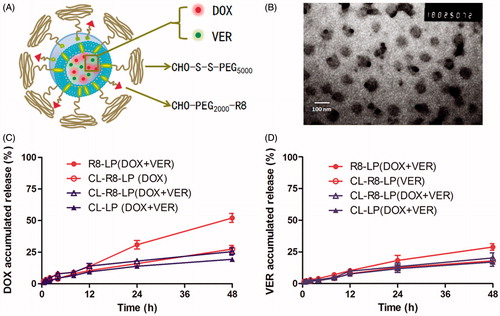Figure 2. Characterization of liposomes. Schematic (A) and transmission electron microscopy images (B) of CL-R8-LP (DOX + VER). Release profiles of DOX (C) and VER (D) from different liposomes at 37 °C in 50% FBS, data represent the mean ± SD (n = 3).