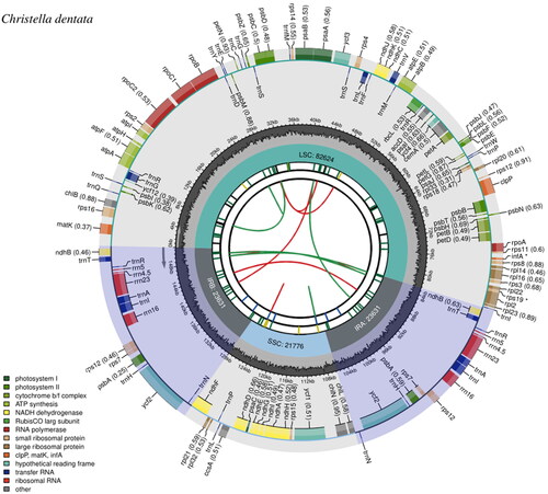 Figure 2. Chloroplast genome map of Christella dentata. From the center outward, the first track shows the dispersed repeats, in which the Forward (D) and Palindromic (P) repeats are connected with red and green arcs. The second track shows the long tandem repeats as short blue bars. The third track shows the short tandem repeats or microsatellite sequences as short bars with different colors that correspond to their repeat unit size: Black: complex repeat; green: repeat unit size = 1; yellow: repeat unit size = 2; purple: repeat unit size = 3; blue: repeat unit size = 4; orange: repeat unit size = 5; red: repeat unit size = 6. The small single-copy, inverted repeat, and large single-copy regions are shown on the fourth track. The GC content along the genome is plotted on the fifth track. The genes are shown on the sixth track, while the optional codon usage bias is displayed in the parenthesis after the gene name. Genes are color-coded by their functional classification (bottom left corner), while the transcription directions for the inner and outer genes are clockwise and anticlockwise, respectively.