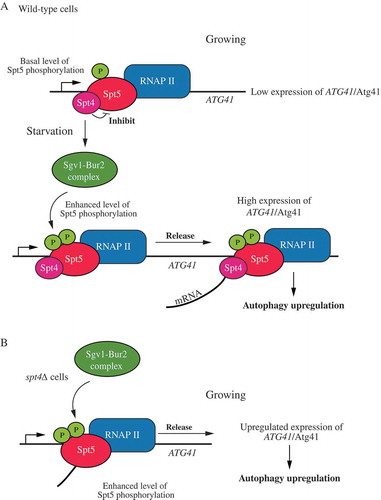 Figure 7. A model for Spt4-Spt5-dependent regulation of ATG41. (A) In wild-type cells under growing conditions, the Spt4-Spt5 complex may inhibit transcription of ATG41 through an Spt4-dependent interference with Spt5 phosphorylation, causing the complex to accumulate near the TSS. After starvation, phosphorylation of Spt5 by the Sgv1-Bur2 kinase complex releases the inhibitory effect of Spt4 on ATG41 transcription, and the Spt4-Spt5 complex participates in transcription elongation. (B) In spt4∆ cells, Spt5 does not accumulate near the TSS of ATG41, and transcription actively proceeds. Spt5 can also be more efficiently phosphorylated upon the deletion of SPT4.