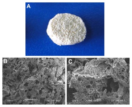 Figure 3 The n-CDAP–PCL–PEG–PCL composite scaffold (A), and scanning electron microscopy images of composite scaffold under different magnifications: (B) ×25 and (C) ×100.Abbreviation: n-CDAP–PCL–PEG–PCL composite, nano calcium-deficient apatite and poly(ɛ-caprolactone)–poly(ethyleneglycol)–poly(ɛ-caprolactone).