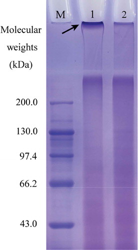 Figure 2. Electrophoretic profiles of cross-linked gelatin and bovine gelatin. Lane M, standard protein markers; lane 1, cross-linked gelatin; lane 2, bovine gelatin.Figura 2. Perfiles electroforéticos de gelatina entrecruzada y gelatina bovina. Línea M, marcadores de proteína estándar; Línea 1, gelatina entrecruzada; Línea 2, gelatina bovina.