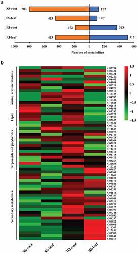 Figure 3. Metabolic changes in wheat tissues under P. indica colonization in the jointing stage.